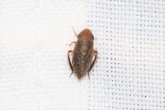 Aphrodini