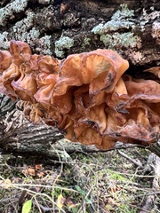 Auricularia fuscosuccinea