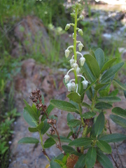 Leucothoe davisiae