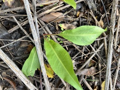 Rumex altissimus