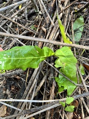 Rumex altissimus