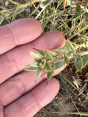 Chuquiraga avellanedae