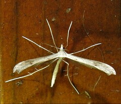 Stenoptilia zophodactylus