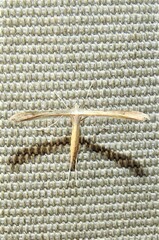 Stenoptilia zophodactylus