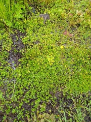 Ranunculus glabrifolius