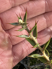 Chuquiraga avellanedae