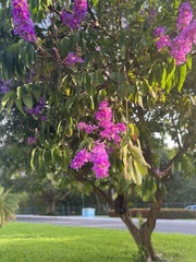Lagerstroemia