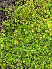 Ranunculus glabrifolius