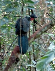 Penelope superciliaris