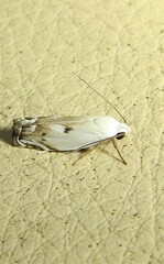 Plectophila discalis