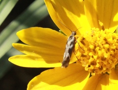 Scythris trivinctella