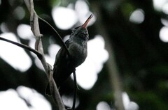 Chrysuronia versicolor