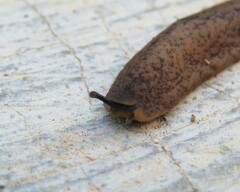 Sarasinula linguaeformis