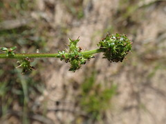 Acaena echinata