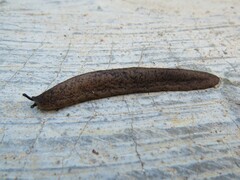 Sarasinula linguaeformis