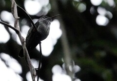 Chrysuronia versicolor