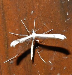 Stenoptilia zophodactylus