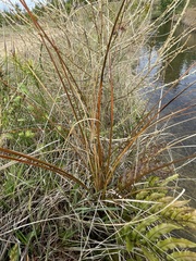 Carex buchananii