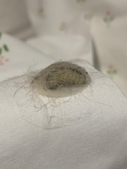 Megalopyge opercularis