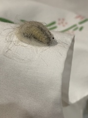 Megalopyge opercularis