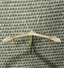 Stenoptilia zophodactylus