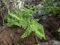 Adiantum chilense