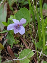 Viola epipsiloides