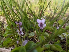 Viola epipsiloides