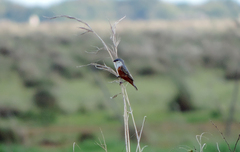 Sporophila palustris