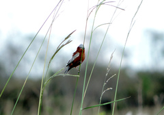Sporophila cinnamomea