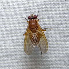 Dichaetomyia