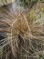 Carex buchananii