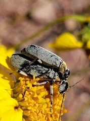 Epicauta wheeleri