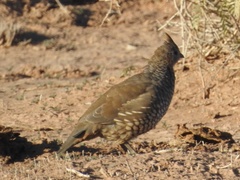 Callipepla squamata