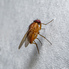 Dichaetomyia