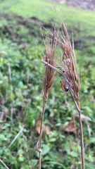 Elymus virginicus