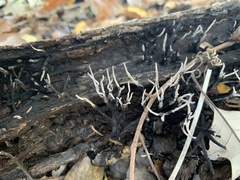 Xylaria