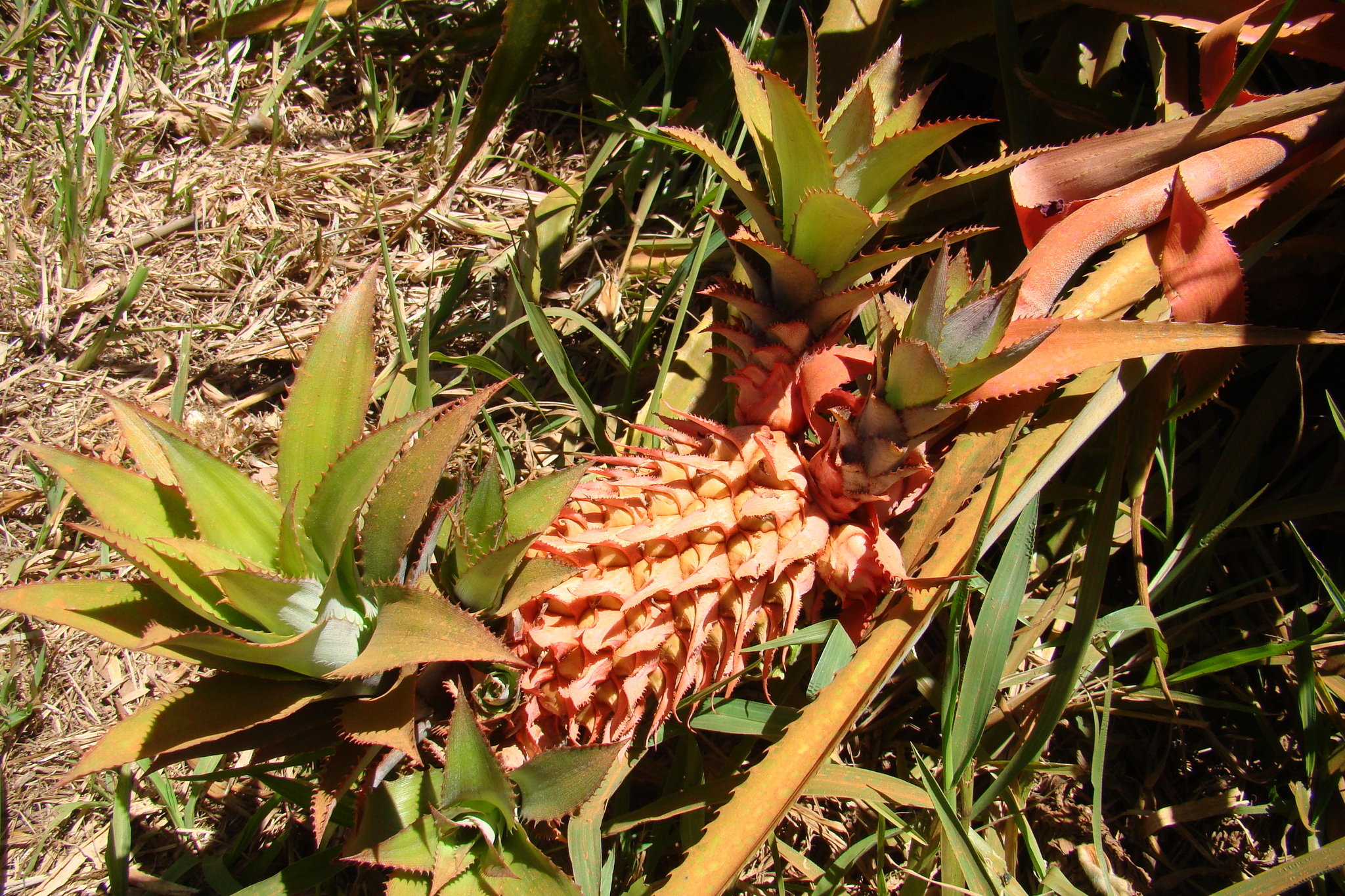 Ananas comosus