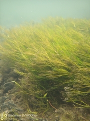 Batrachium