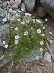 Nierembergia linariifolia