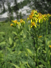 Senecio triangularis
