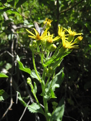 Senecio triangularis