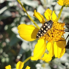 Acmaeodera gibbula
