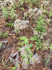 Ageratina jucunda