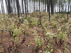Ageratina jucunda