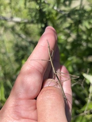 Tetanorhynchini