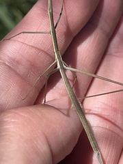 Tetanorhynchini