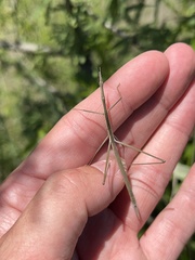 Tetanorhynchini