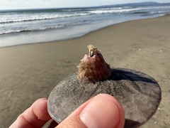 Paraconcavus pacificus