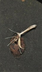 Stenoptilia zophodactylus